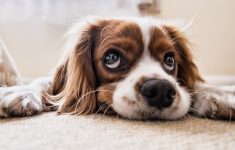 Зафиксировано первое заражение коронавирусом собаки в Англии