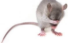 Следующий коронавирус может прийти от крыс