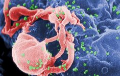 Определенный кишечный микробиом повышает риск заражения ВИЧ
