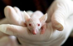 Российские мыши помогут в лечении коронавируса
