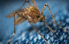 Вирусы от насекомых вызовут новую пандемию