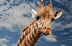 Почему люди живут дольше жирафов