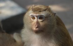 Билл Гейтс призывает не бояться оспы обезьян