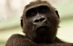 В США - первое заражение обезьяньей оспой от человека