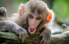 Оспа обезьян мутирует в 12 раз быстрее