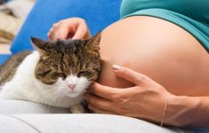 Почему кошки опасны для беременных