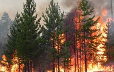 Переезд после лесного пожара угрожает ПТСД